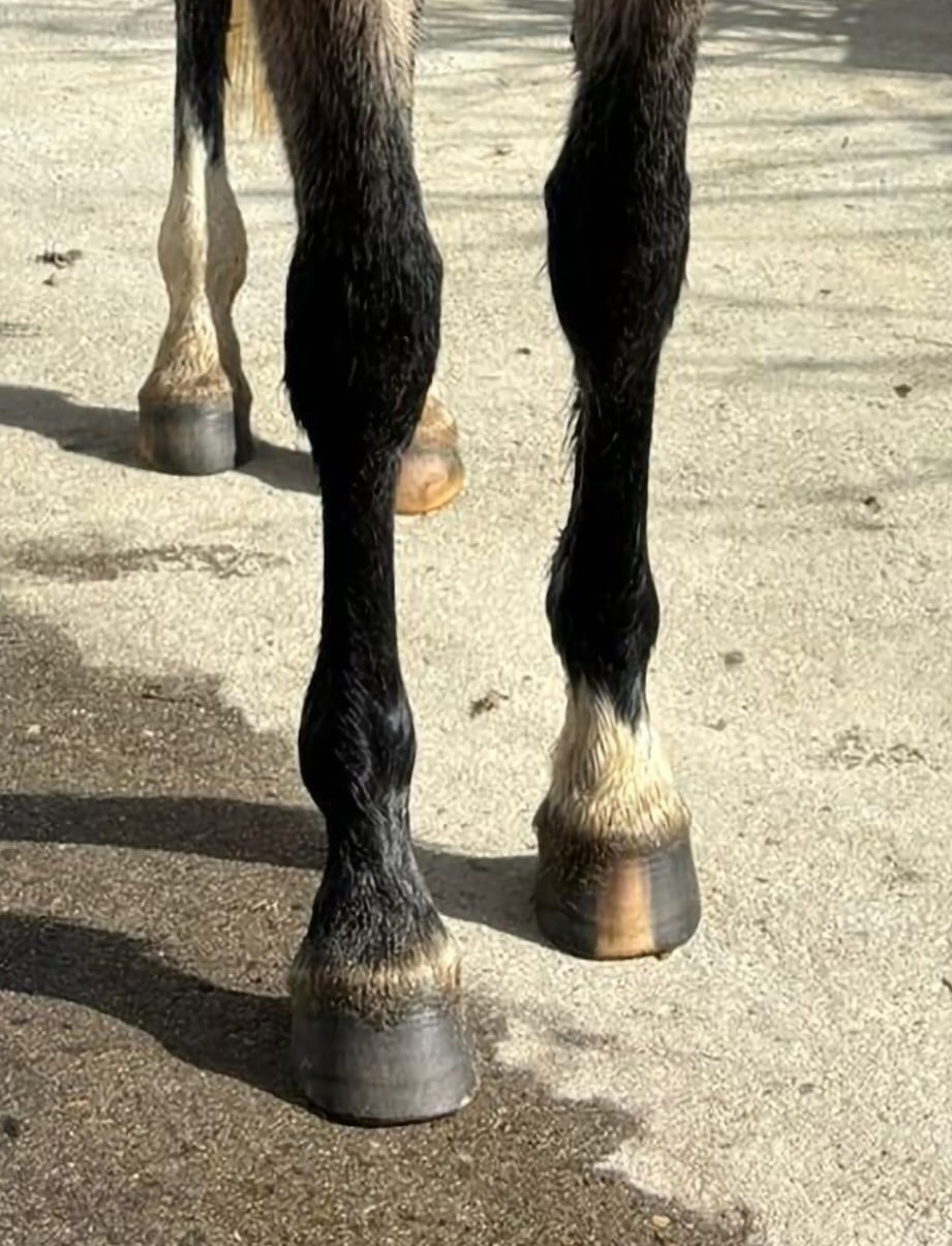 horse